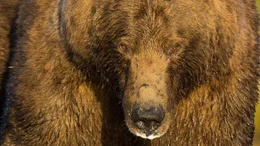 Der Schweizer Filmemacher Roman Droux und der B&auml;renforscher David Bittner begeben sich in die Welt der Grizzlys.