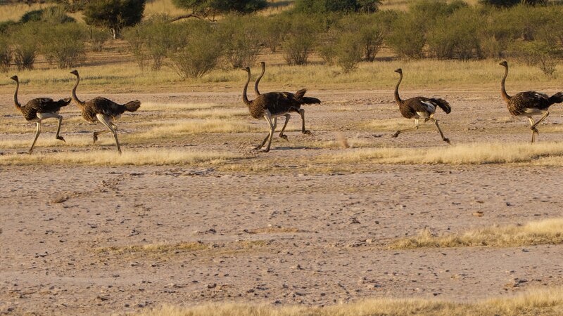 Der Strauß - Zum Laufen geboren (D, 2016)