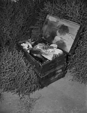 Der Kofferfund Der Kofferfund