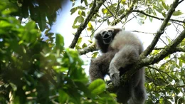 Skywalker-Gibbon  +++ Die Verwendung des sendungsbezogenen Materials ist nur mit dem Hinweis und Verlinkung auf RTL+ gestattet. +++