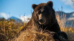 Der Schweizer Filmemacher Roman Droux und der B&auml;renforscher David Bittner begeben sich in die Welt der Grizzlys.