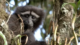 Skywalker-Gibbon  +++ Die Verwendung des sendungsbezogenen Materials ist nur mit dem Hinweis und Verlinkung auf RTL+ gestattet. +++