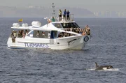 Ein Touristenboot in der Stra&szlig;e von Gibraltar kommt einem Orca sehr nahe.