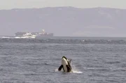 Stra&szlig;e von Gibraltar: Ein Orca b&auml;umt sich aus dem Wasser auf, w&auml;hrend im Hintergrund Schiffe verkehren.