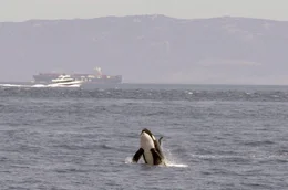 Stra&szlig;e von Gibraltar: Ein Orca b&auml;umt sich aus dem Wasser auf, w&auml;hrend im Hintergrund Schiffe verkehren.