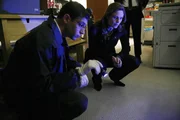 Brennan (Emily Deschanel, r.) sucht nach Spuren in den Büroräumen eines Gebäudes, in dem die menschlichen Überreste einer Mitarbeiterin im Fahrstuhl entdeckt wurden.
