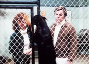 Jennifer (Stefanie Powers, l.) und Jonathan (Robert Wagner, r.) ahnen bei den Versuchshunden des Wissenschaftlers Cobb nicht, dass dieser ein Hundefutter entwickelt hat, das Hunde süchtig macht ... Jennifer (Stefanie Powers, l.) und Jonathan (Robert Wagner, r.) ahnen bei den Versuchshunden des Wissenschaftlers Cobb nicht, dass dieser ein Hundefutter entwickelt hat, das Hunde süchtig macht ...