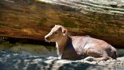 Gaurenkalb im Zoo Berlin