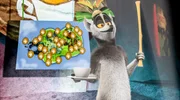 King Julien plant, das gesamte Volk mit seinem leckeren Kaffee zu versorgen.
