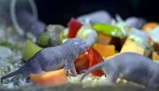 Nacktmullen im Tierpark Berlin.
