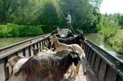 Ziegen dienen im Sumpf von Saint-Omer als natürliche Rasenmäher und werden per Boot transportiert. Ziegen dienen im Sumpf von Saint-Omer als natürliche Rasenmäher und werden per Boot transportiert.