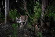 An der Südspitze Floridas lebt ein kleiner Bestand von Pumas. Diese sind kleiner und schlanker als ihre Verwandten etwa in den Rocky Mountains. Die Pumas von Florida sind stark gefährdet – wie so oft ist der Grund der immer weiter schrumpfende Lebensraum durch fortschreitende Ausbreitung menschlicher Siedlungsgebiete.
