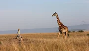 Neugierige Nachbarn - von der Giraffe hat die Gepardenfamilie nichts zu bef&uuml;rchten.