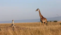 Neugierige Nachbarn - von der Giraffe hat die Gepardenfamilie nichts zu bef&uuml;rchten.