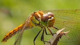 Libelle