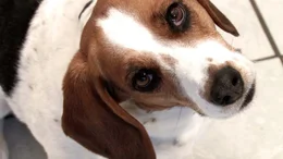 Beagle
