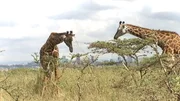 Der Nairobi-Nationalpark ist ein Fenster in die Tierwelt Kenias und Afrikas. Auch Giraffen leben hier.