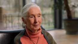 Die 86-j&auml;hrige Verhaltensforscherin und Ikone des Artenschutzes Jane Goodall hat ihr gesamtes Leben dem Studium und Schutz von Tieren gewidmet.