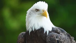 Wei&szlig;kopfseeadler