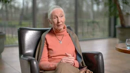 Die 86-j&auml;hrige Verhaltensforscherin und Ikone des Artenschutzes Jane Goodall hat ihr gesamtes Leben dem Studium und Schutz von Tieren gewidmet.