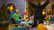 Doris Reichenauer sitzt im Wohnzimmer, ihr gegenüber steht ein Gorilla. Doris Reichenauer sitzt im Wohnzimmer, ihr gegenüber steht ein Gorilla.