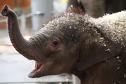 Ein neues Elefantenbaby in Hellabrunn.