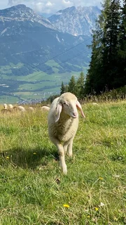 Schaf.