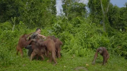 Imam Ghozali f&uuml;ttert Orang-Utan-Waisen der Borneo Orangutan Survival Foundation. Er k&auml;mpft seit 23 Jahren f&uuml;r das &Uuml;berleben der Menschenaffen.