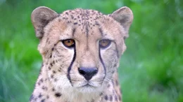 Gepard