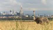 Ein Strau&szlig; vor der Skyline der Millionen-Metropole Nairobi. Die Stadt r&uuml;ckt immer n&auml;her an den Park heran.