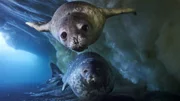 Ein nur wenige Wochen altes Weddellrobbenjungtier schwimmt mit seiner Mutter im Rossmeer unter der Meereisplattform, auf der es geboren wurde. Ein nur wenige Wochen altes Weddellrobbenjungtier schwimmt mit seiner Mutter im Rossmeer unter der Meereisplattform, auf der es geboren wurde.