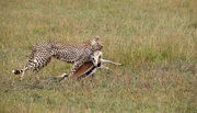 ARD/NDR GEPARDE - AFRIKAS ELEGANTE J&Auml;GER, am Montag (21.04.14) um 17:45 Uhr im ERSTEN. Neugierige Nachbarn &ndash; von der Giraffe hat die Gepardenfamilie nichts zu bef&uuml;rchten.