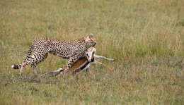 ARD/NDR GEPARDE - AFRIKAS ELEGANTE J&Auml;GER, am Montag (21.04.14) um 17:45 Uhr im ERSTEN. Neugierige Nachbarn &ndash; von der Giraffe hat die Gepardenfamilie nichts zu bef&uuml;rchten.