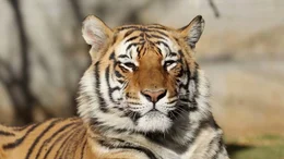 Bengalischer Tiger