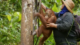 Tierpflegerin Ranni arbeitet in der Waldschule und Babystation der Borneo Orangutan Survival Foundation.