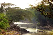 Der Grumeti ist ein wilder, völlig naturbelassener Fluss im Westen des Serengeti Nationalparks. An Uferabschnitten mit sonnigen Stränden vergraben Nil-Krokodile ihre Eier, um sie von der Sonnenwärme ausbrüten zu lassen. Der Grumeti ist ein wilder, völlig naturbelassener Fluss im Westen des Serengeti Nationalparks. An Uferabschnitten mit sonnigen Stränden vergraben Nil-Krokodile ihre Eier, um sie von der Sonnenwärme ausbrüten zu lassen.