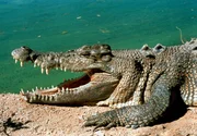 An Land ist das große Leistenkrokodil schwerfällig und langsam. Erst im Wasser wird das Tier zum schnellen und gewandten Jäger. An Land ist das große Leistenkrokodil schwerfällig und langsam. Erst im Wasser wird das Tier zum schnellen und gewandten Jäger.