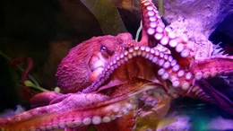 Oktopus