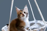 Einstein Früh Vertrauen schaffen Babykatze in einer Schaukel