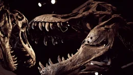 Die Doku enth&uuml;llt die neuesten wissenschaftlichen Erkenntnisse &uuml;ber das Aussterben der Dinosaurier.  +++ Die Verwendung des sendungsbezogenen Materials ist nur mit dem Hinweis und Verlinkung auf RTL+ gestattet. +++