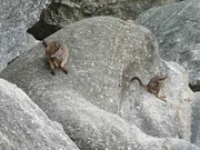 Felsenkängrus in ihrem Lebensraum. Felsenkängrus in ihrem Lebensraum.