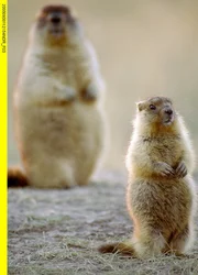 Murmeltiere sind äußerst wachsam und beobachten ihre Umgebung genau.