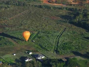 Der Mensch hat die Natur auf den Atherton Tablelends verdrängt. Viele Tiere wurden damit heimatlos. Der Mensch hat die Natur auf den Atherton Tablelends verdrängt. Viele Tiere wurden damit heimatlos.