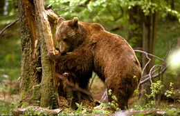 B&auml;r im Nationalpark Plitvice.