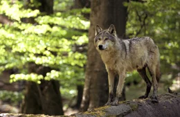Wolf.