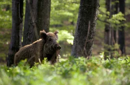 Wildschwein im Mischwald.