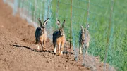 Mehrere Feldhasen wurden durch einen angebrachten Grenzzaun voneinander getrennt. Mehrere Feldhasen wurden durch einen angebrachten Grenzzaun voneinander getrennt.
