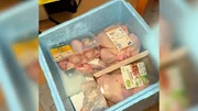 Diverse Hühner werden im Labor auf Bakterien getestet. Diverse Hühner werden im Labor auf Bakterien getestet.