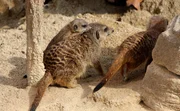 Nachwuchs bei den Erdmännchen. Ein Jungtier lag vor einigen Wochen in der Wurf-Box – und jetzt heißt es spielen und jede Menge Lernen für das kleine Raubtier. Dafür zuständig sind seine Eltern und haben damit alle Hände voll zu tun … Nachwuchs bei den Erdmännchen. Ein Jungtier lag vor einigen Wochen in der Wurf-Box – und jetzt heißt es spielen und jede Menge Lernen für das kleine Raubtier. Dafür zuständig sind seine Eltern und haben damit alle Hände voll zu tun …
