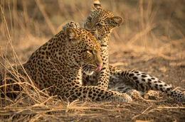 Die kleine Leopardenfamilie in tr&uuml;gerischer Harmonie: Leopardin Olimba und ihr Junges Makumbi